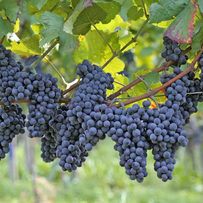 Butas Vita de Vie de Masa "Nero", 1 Bucata