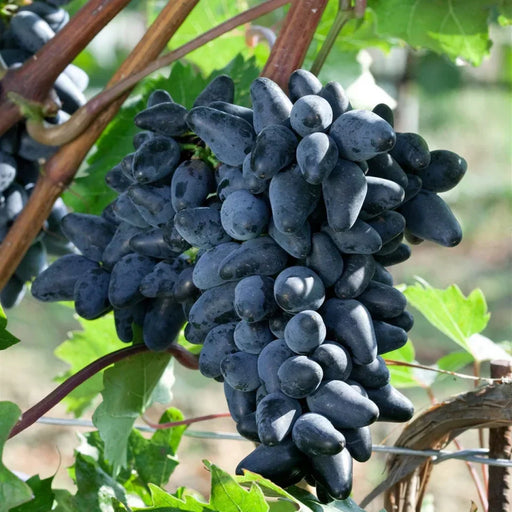 Butas Vita de Vie de Masa "Suvenir", 1 Bucata