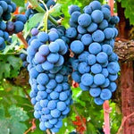 Виноград Каберне Совиньон, спелые грозди на лозе, крупные фиолетовые ягоды