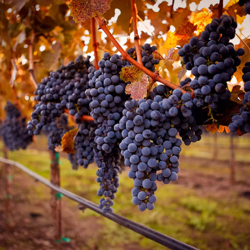 Butas Vita de Vie "Cabernet Sauvignon", 1 Bucata