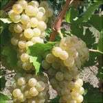 Butas-Vita-de-Vie-de-Vin-Feteasca-Alba-1-Bucata-2 - Pepiniera României