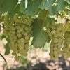 Butas-Vita-de-Vie-de-Vin-Feteasca-Alba-1-Bucata-5 - Pepiniera României