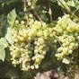 Butas Vita de Vie "Feteasca Alba", 1 Bucata