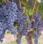 Butas Vita de Vie "Merlot", 1 Bucata