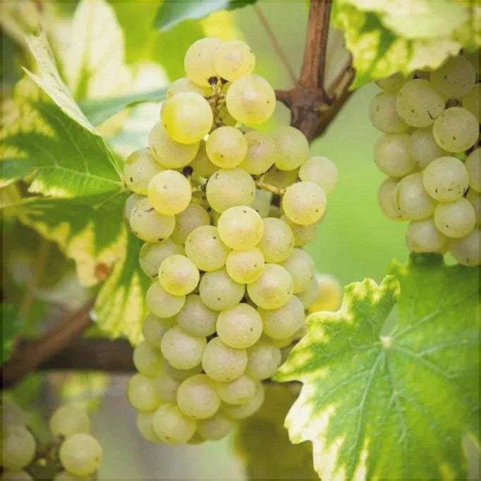 Butas-Vita-de-Vie-de-Vin-Neuburger-1-Bucata-6 - Pepiniera României