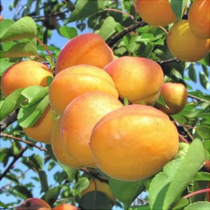 Cais "Caramela", Anul 2, 1 Bucata