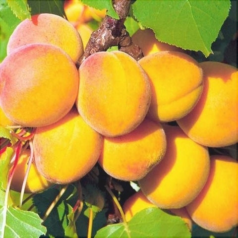 Pomi Fructiferi - Cais Litoral - Anul 3 - 1 buc - Pepiniera Romaniei