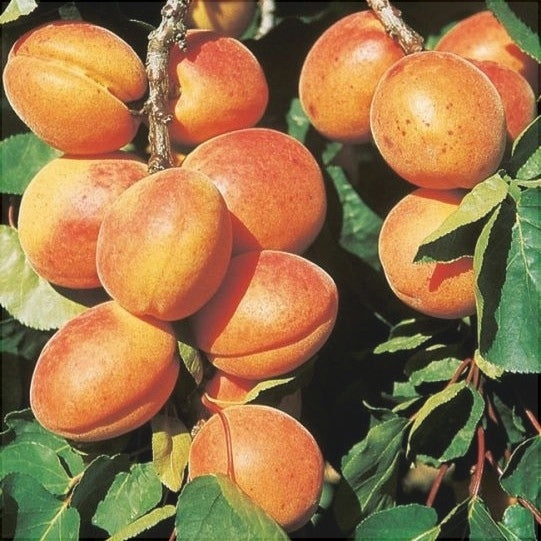 Pomi Fructiferi - Cais Mare Timpuriu - Anul 3 - 1 buc - Pepiniera Romaniei