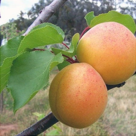 Cais Mare Timpuriu, Anul 2, 1 Bucata