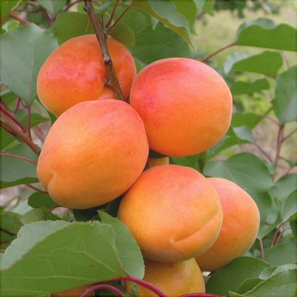 Pomi Fructiferi - Cais NJA 19 - Anul 3 - 1 buc - Pepiniera Romaniei