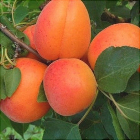 Pomi Fructiferi - Cais NJA 19 - Anul 3 - 1 buc - Pepiniera Romaniei