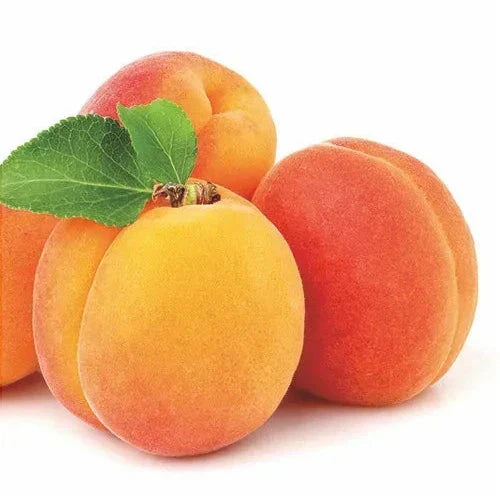 Pomi Fructiferi - Cais NJA 19 - Anul 3 - 1 buc - Pepiniera Romaniei