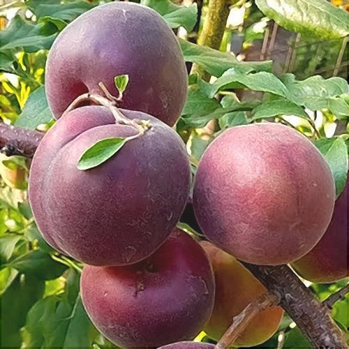Pomi Fructiferi - Cais Negru - Anul 3 - 1 buc - Pepiniera Romaniei