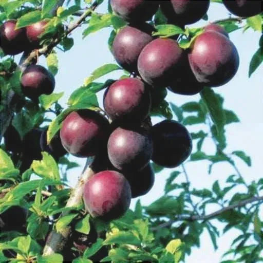 Pomi Fructiferi - Cais Negru - Anul 3 - 1 buc - Pepiniera Romaniei