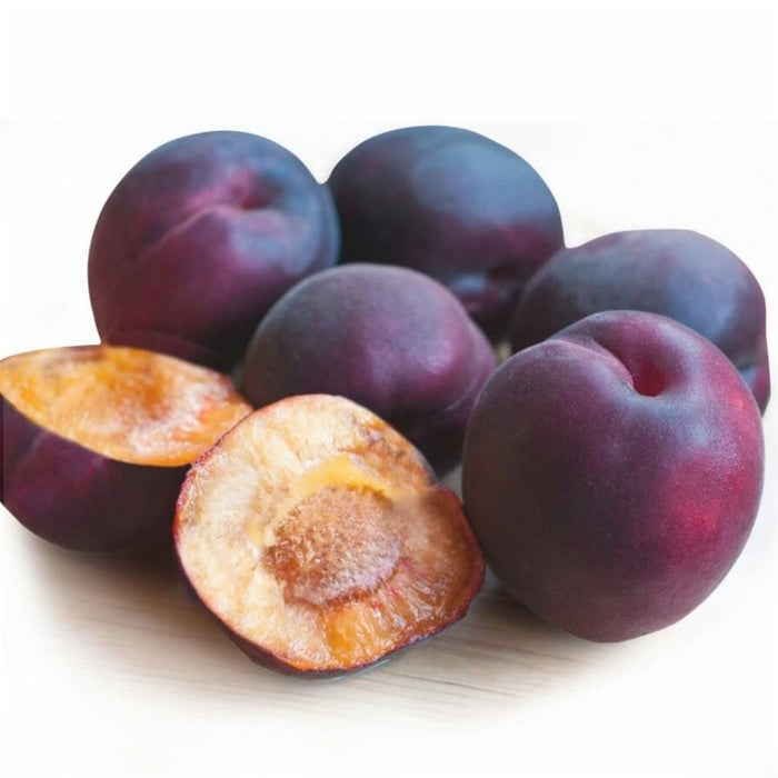 Cais Negru, Anul 2, 1 Bucata