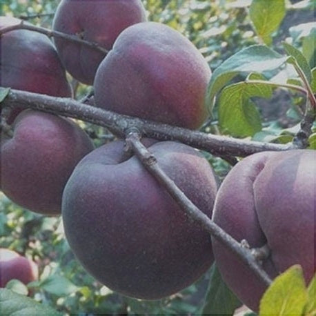 Cais Negru, Anul 2, 1 Bucata