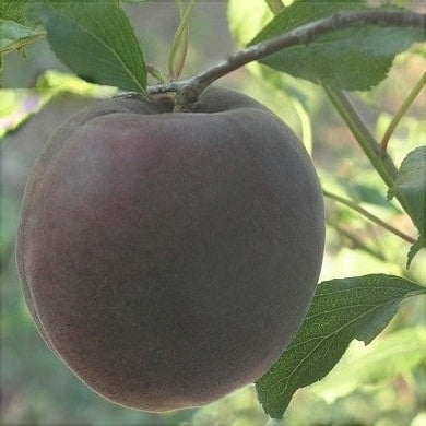 Cais Negru, Anul 2, 1 Bucata