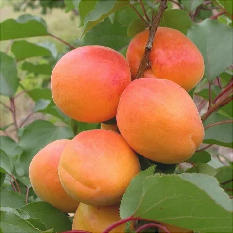 Pomi Fructiferi - Cais Olimp - Anul 3 - 1 buc - Pepiniera Romaniei