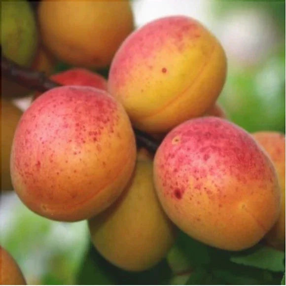 Pomi Fructiferi - Cais Olimp - Anul 3 - 1 buc - Pepiniera Romaniei