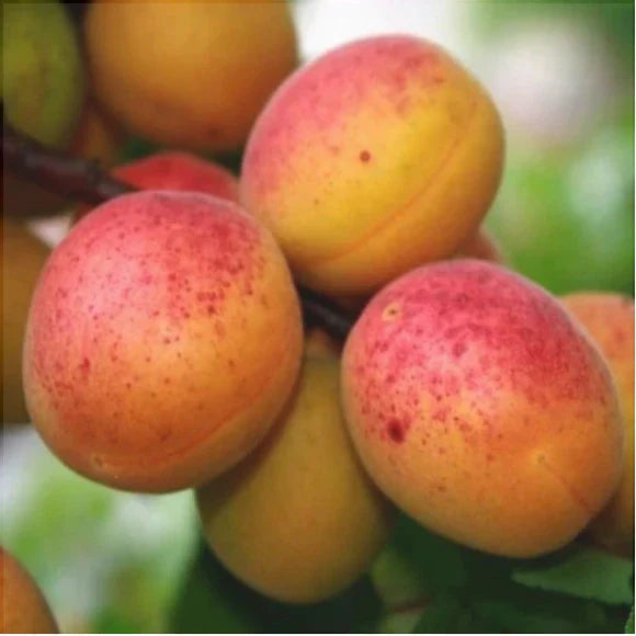 Cais "Olimp", Anul 2, 1 Bucata