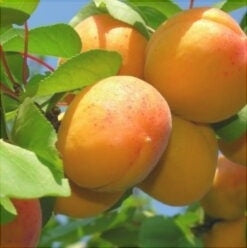 Pomi Fructiferi - Cais Olimp - Anul 3 - 1 buc - Pepiniera Romaniei