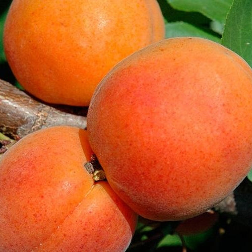 Cais Rosu de Baneasa, Anul 2, 1 Bucata