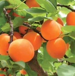 Cais Rosu de Baneasa, Anul 2, 1 Bucata