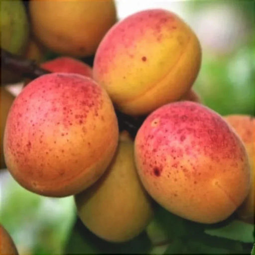 Cais "Sulmona", Anul 2, 1 Bucata