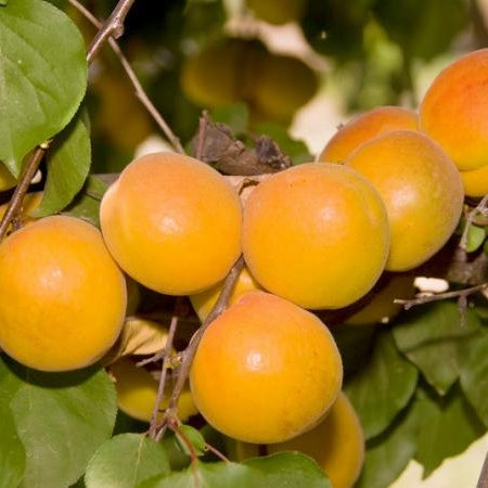 Cais "Umberto", Anul 2, 1 Bucata