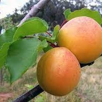 Cais "Umberto", Anul 2, 1 Bucata