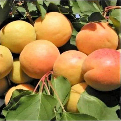 Pomi Fructiferi - Cais Ungaria - Anul 3 - 1 buc - Pepiniera Romaniei