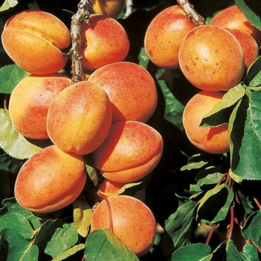 Pomi Fructiferi - Cais Ungaria - Anul 3 - 1 buc - Pepiniera Romaniei