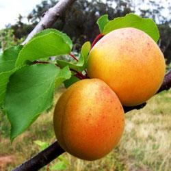 Pomi Fructiferi - Cais Ungaria - Anul 3 - 1 buc - Pepiniera Romaniei
