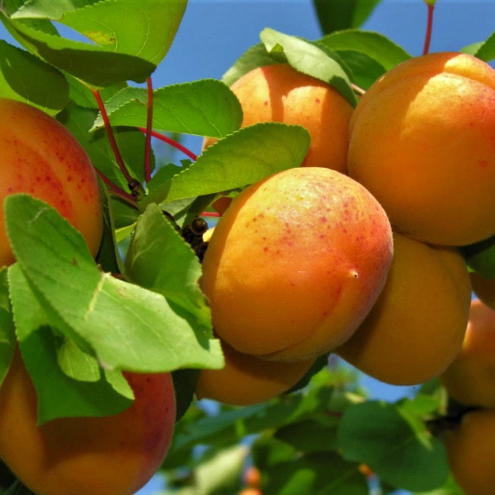 Pomi Fructiferi - Cais Viorica - Anul 3 - 1 buc - Pepiniera Romaniei