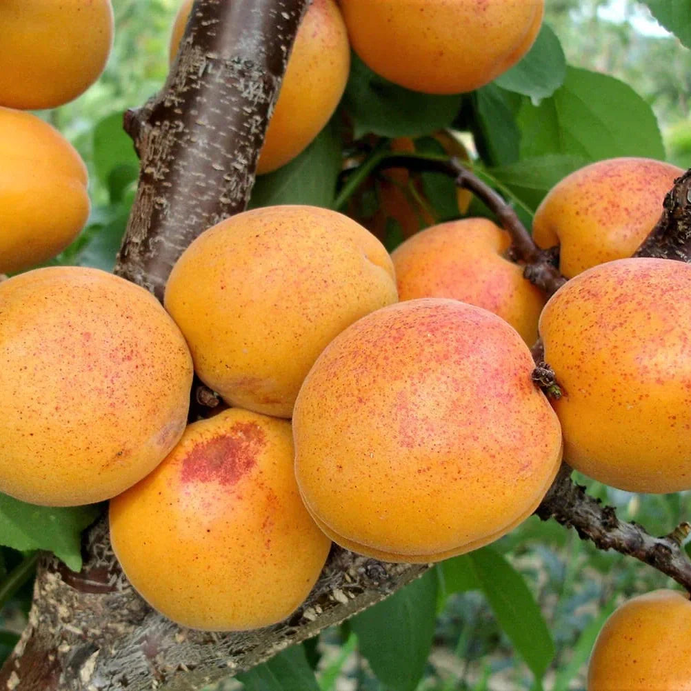 Pomi Fructiferi - Cais Viorica - Anul 3 - 1 buc - Pepiniera Romaniei