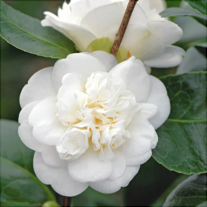 Camellia "Japonica", Alb