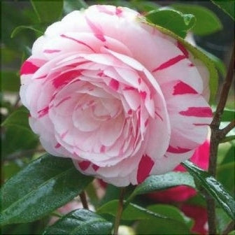 Camellia Japonica "Bicolor"