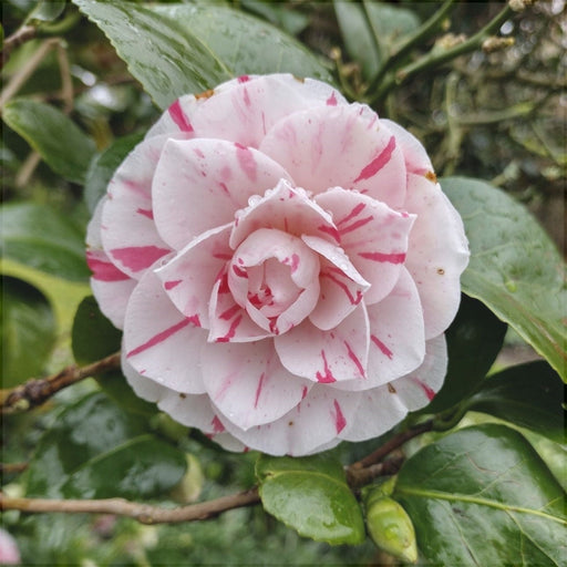 Camellia Japonica "Bicolor"