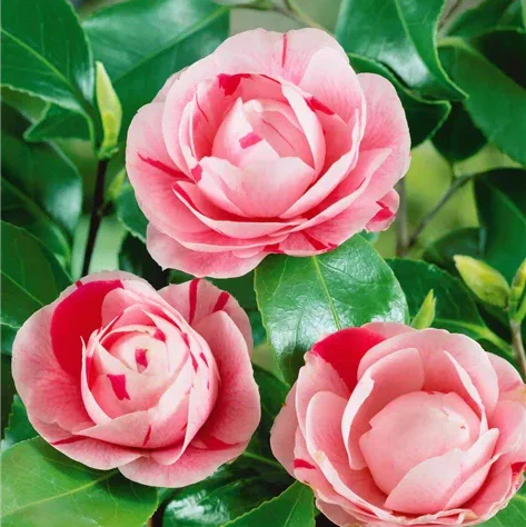 Camellia "Japonica Bonomiana"