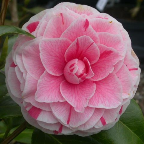 Camellia "Japonica Bonomiana"