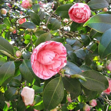 Camellia "Japonica Bonomiana"
