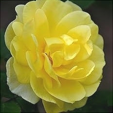 Camellia "Japonica", Galbena