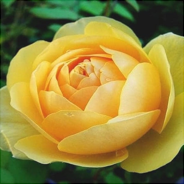 Camellia "Japonica", Galbena