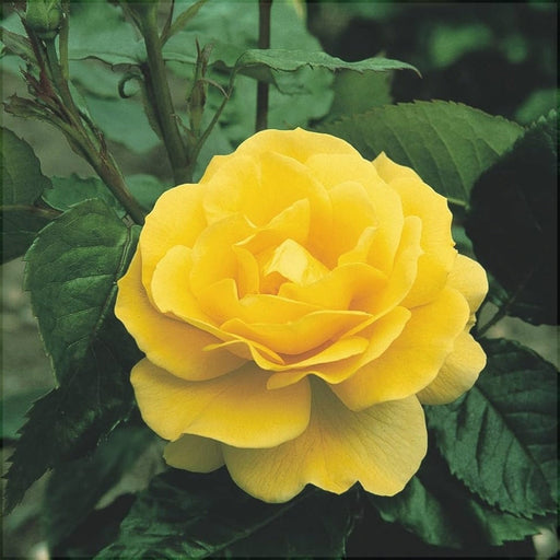 Camellia "Japonica", Galbena