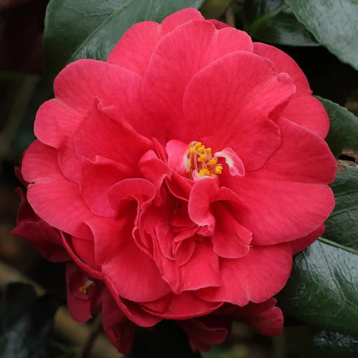 Camellia "Japonica", Rosie