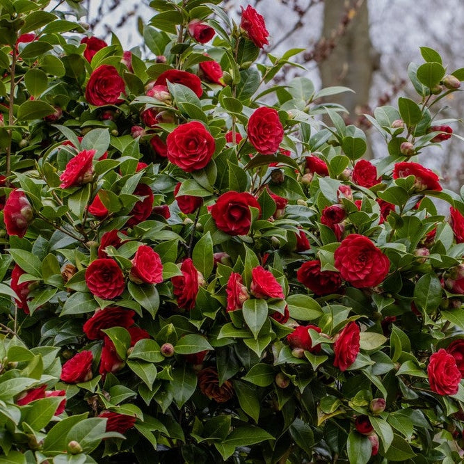 Camellia "Japonica", Rosie