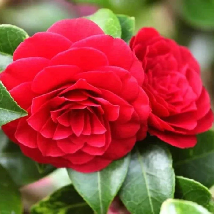 Camellia "Japonica", Rosie