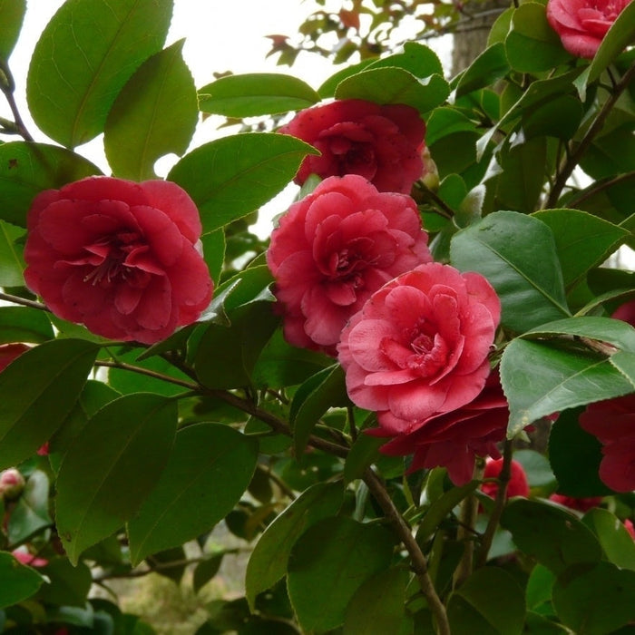 Camellia "Japonica", Rosie