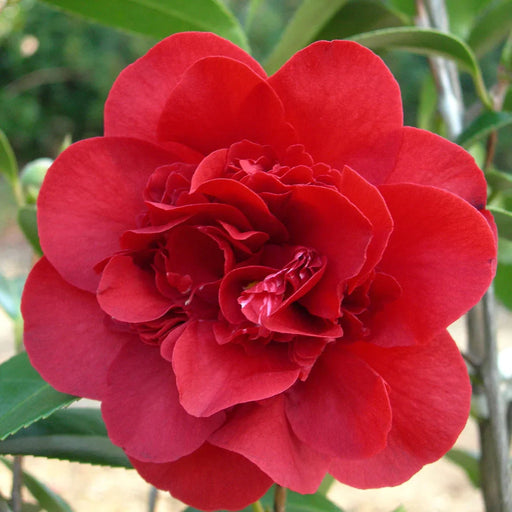 Camellia "Japonica", Rosie