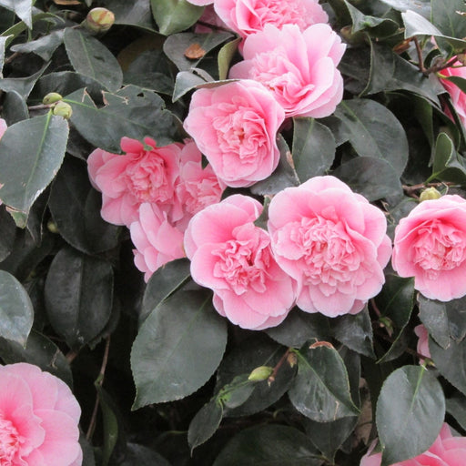 Camellia "Japonica", Roz